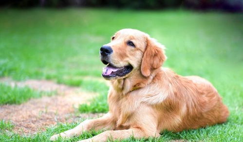 5. 金毛出游生存指南 (别被标题骗了, 这其实是一份清单)