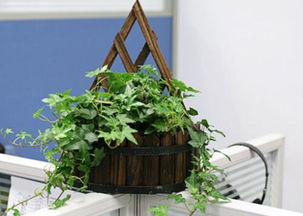 2. 绿萝：生机勃勃的工作氛围