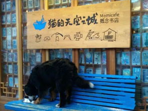 猫的天空之城：撸猫之旅？还是阅读之旅？