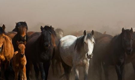 ：2020年庚子年属马人职场环境风水的宏观审视