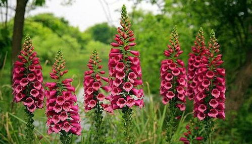 毛地黄种植在住宅周围是否会对家庭风水产生不良影响？