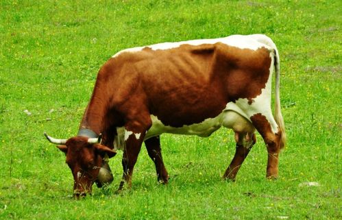 2026年属牛女性婚姻运势如何，感情运会有哪些变化？