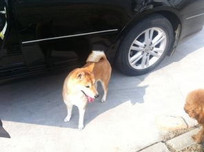 柴犬能否辟邪旺财，其吉凶寓意是什么？