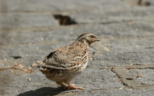 无情无义是哪个生肖？什么动物代表无情无义？这意思是什么？