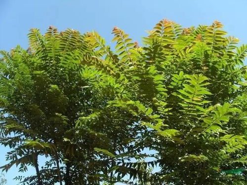 风水中对植物吉凶观念的概述