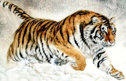 属虎人今日运势吉凶如何，今日运势怎样？