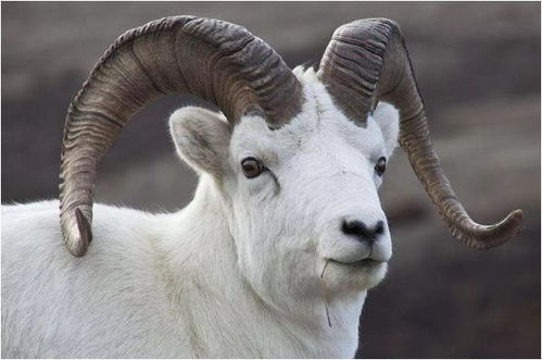 属猪属兔属羊三合贵人，猪兔羊三合手链究竟有何特殊含义？