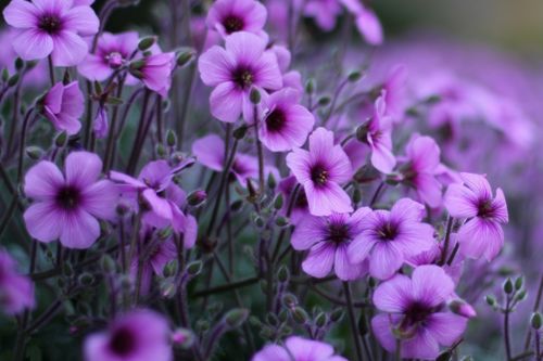 白羊座要着火啦