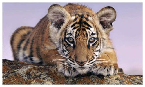 虎宝宝取名11笔瑞字配字，如何挑选最佳字搭配？