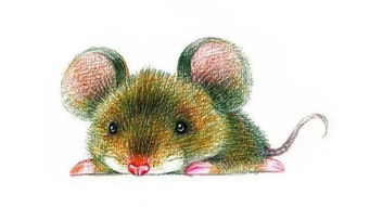 属鼠双鱼座2026年及2027年爱情运势分别如何？