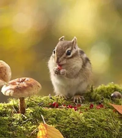 1984年属鼠人在2026年全年的运势如何？