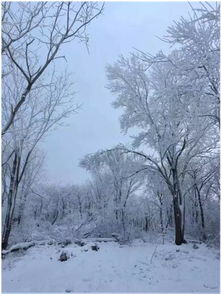 五、“王 冬 雪 ”相关文化底蕴典故及传说