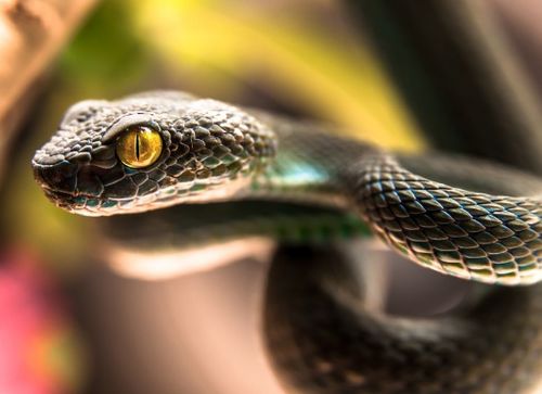 2026年属蛇人佩戴什么吉祥饰品最适宜，有没有什么特别推荐的？