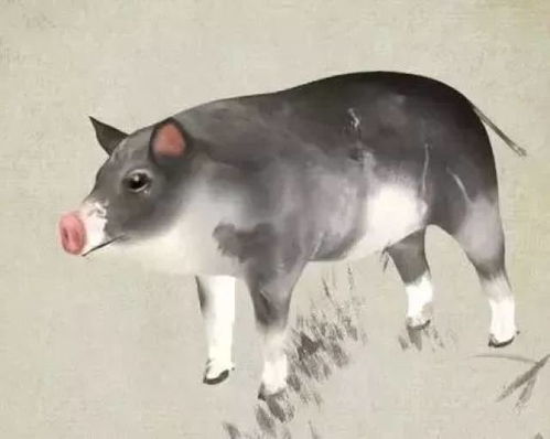 2008年出生属猪的1月份考生，今年的运势和考运如何？