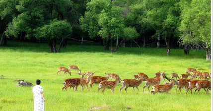 那些鹿精们不可告人的秘密