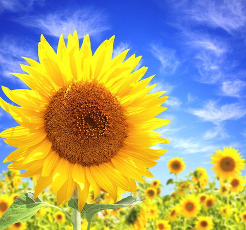 职场高粱の迷惑行为