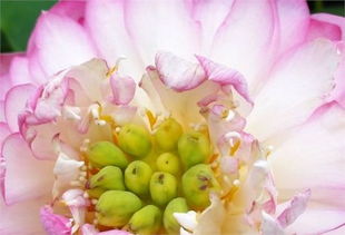 大暑时节的饮食结构与核心食材