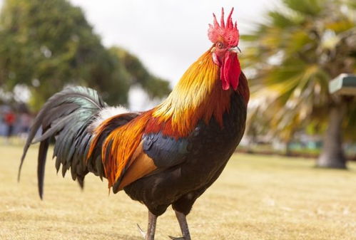 属鸡93年婚姻最幸福，属鼠96年注定婚姻能改变吗？