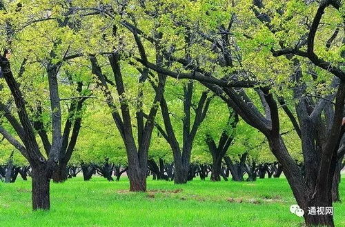 独木成林是什么生肖，‘什么树独木成林’的脑筋急转弯是什么意思？