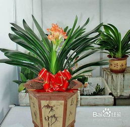 ：风水小院中花卉植物运用的理论基础与现实意义