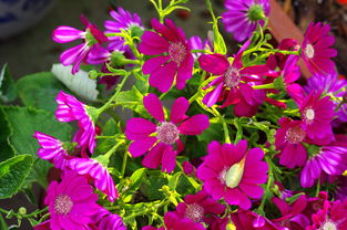 繁花似锦的生肖是哪个？打一生肖繁花似锦是什么生肖？