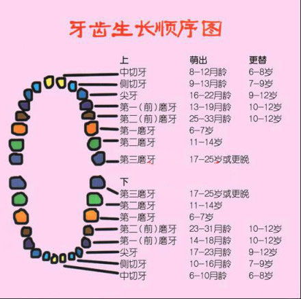 三一 发育生物学基础（胚胎营养成分及内分泌调控）