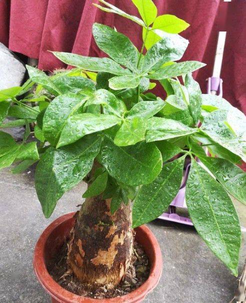 2.1 尖角冲射之规避