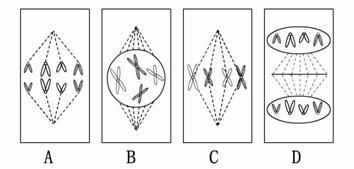 研究背景与目的
