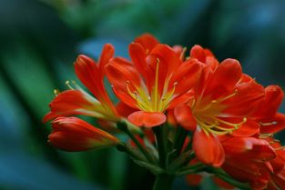 3. 君子兰：花开富贵与坚韧意志的体现