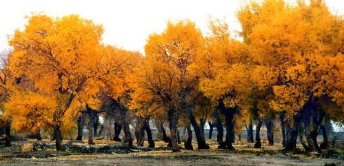 啊！新疆那片金色胡杨林，美到让人想哭又贵到让人想哭