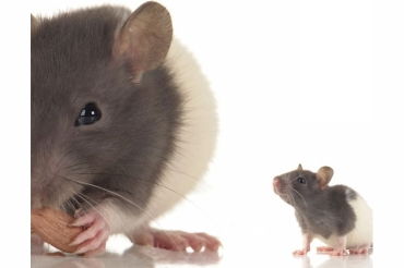 父母属鼠属牛，那么属牛的孩子和什么属相蕞般配呢？