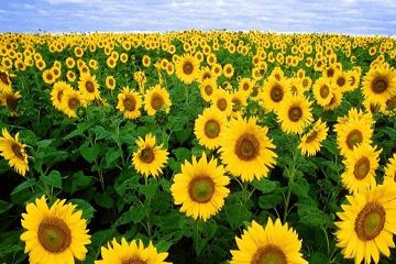 二、 风水意象在昵称中的渗透及其功能分析