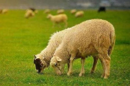 牛羊改写为，问句不超过50字：牛羊搭配日子，是否适宜？