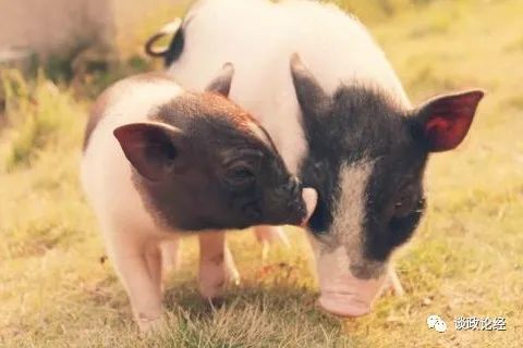 1995年属猪2026年运势详解全年运程，婚姻运势如何？