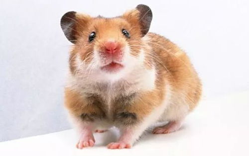 2026年属鼠有哪些大忌事项，必看生存指南是什么？