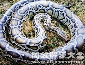 三、从心理学角度审视当代人的'蛇梦'表征