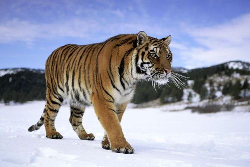 2026年属虎人马年3月有哪些吉日适合学业提升？