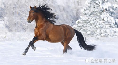 2026年哪些属相犯太岁？属马女士本命年送什么礼物最合适？