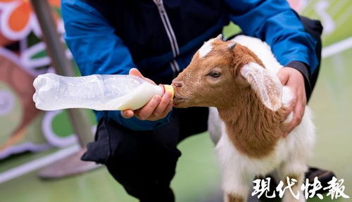 “宇”字搭配哪些字更合适？