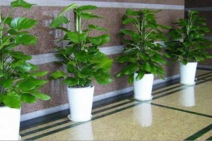 公司风水会受到叶尖植物摆放位置的影响吗？