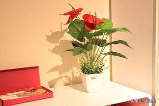 南方：热情洋溢的生活氛围