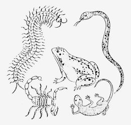 属马的人犯太岁最忌讳什么，蛇年太岁忌讳是什么意思？