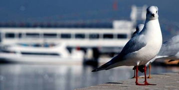 滇池喂海鸥：治愈系的天堂