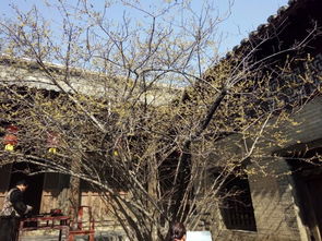 阳城天官王府：一场说走就走的奇幻之旅（其实根本没啥）