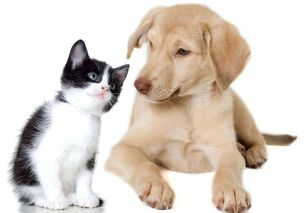 属鼠男和属狗女结婚是否合适，哪个月份结合最为吉利？