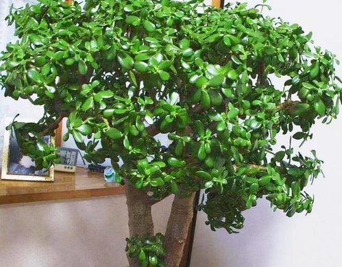 1. 长寿与护宅类树木