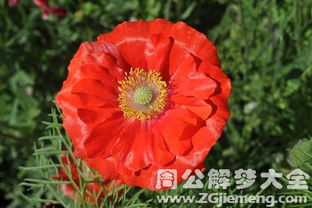 梦见红花有什么特殊寓意或预兆？