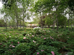 国花园游玩禁忌大全