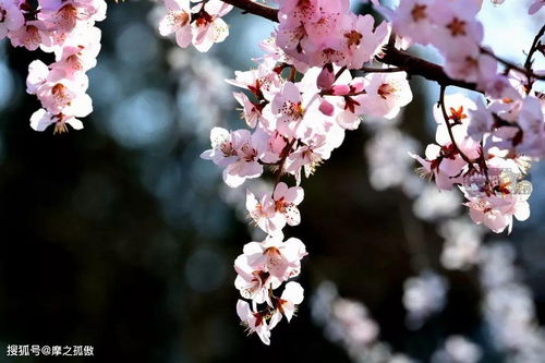 2026年日柱桃花年具体是哪个日柱？