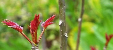 3.1 与吉祥植物共植以增强协同效应